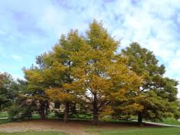 Various forms of needle blight, a fungal disease, affect the bald cypress. Bald Cypress Acreage Life Nebraska