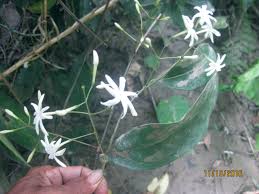 Image result for Jasminum sp. A