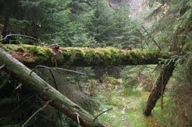 Weitere ideen zu nationalpark sächsische schweiz, sächsische schweiz, sächsisch. Portrat Nationalpark Sachsische Schweiz