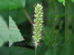 Image result for Setaria pumila