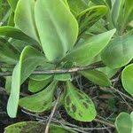 Image result for Kleinia abyssinica