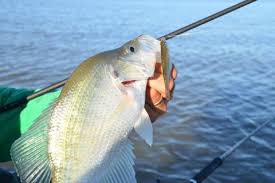 Maybe you would like to learn more about one of these? Best Places To Fish In Tennessee Chickamauga Lake Bass Pro Shops