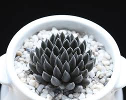 Maybe you would like to learn more about one of these? Perlite Vs Pumice Which One Is Best Sublime Succulents