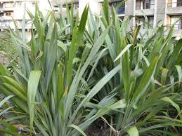 Image result for Phormium