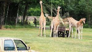 Safari parks often have other associated tourist attractions: Serengeti Park Grosster Safari Park Europas