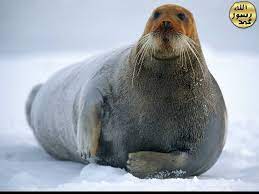 fok baliklarinin yasadigi bolgelerde hava bahar aylarinda bile en fazla 50 derece sicakliktadir ancak bu fokla global gallery marine mammals brown and grey