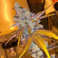 Learn effects, flavors, terpenes, the lineage and growing. Strawberry Diesel Cookies Regular Cannabis Seeds By Oni Seed Co