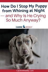 How To Train A Puppy Not To Cry In The Crate At Night Canine Weekly Puppy Whining Puppy Whining At Night Dog Crying