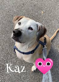 Gautier Animal Clinic