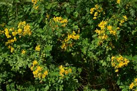 Image result for Senna bicapsularis