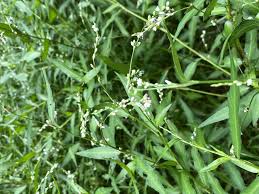 Image result for Persicaria hystricula