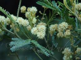 Image result for Acacia mearnsii