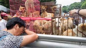 あまりに残酷な“犬肉祭り”に輸送されていた犬が救出される 「疫病を防ぐためにも当局は監視せよ」と活動家 | 政府の禁止措置も徹底されず… |  クーリエ・ジャポン