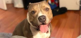 Kopek Dunyasinin En Serti Olan Pitbull Cinsinin Ozellikleri