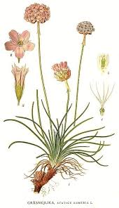 Image result for Plumbaginaceae