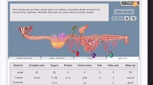 This nclex exam has 335 questions that covers the diseases of the gastrointestinal and digestive system. Gizmo Digestive System Youtube