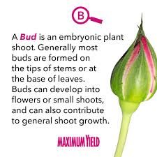 What Is A Bud Definition From Maximumyield Bud Botany Horticulture