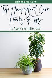 Top Houseplant Care Hacks And Tips House Plant Care House Plants Best Indoor Plants