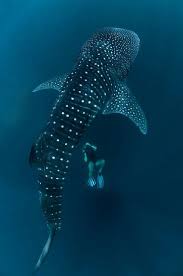Things To Do In Cancun Mexico You Didn T Know About Aimless Travels Whale Shark Whale Ocean Creatures
