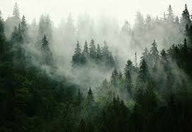 Bilder finden, die zum begriff berglandschaft passen. Vlies Fototapete Fotomural Wandbild Tapete Wald Nebel Natur Thema Wald Und Baume Xl 368cm X 254cm Bx Berglandschaft Wald Tapete Landschafts Tapete
