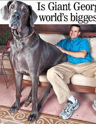 More of george can also be viewed in the video clips linked below and at the incredible features web site. Is Giant George The World S Biggest Dog Pressreader