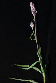 Image result for Persicaria hystricula