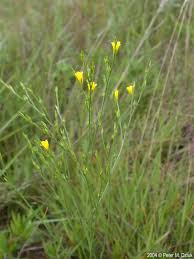 Image result for Limeum sulcatum