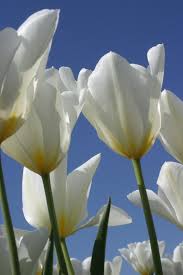 أسماء الورود بالصور ومعناها الكاتب عطرك انفاسي توليب Tulip هو اعلان الحب بالصور لغة الورد أنواع الورود أسماء الورود اوركيد Orchid و هي نبتة غالية ومعناها المرأة الاكثر جمالا و سحرا من ألوان هذه الزهرة جميع ألوان قوس قزح 0 52 Jpg تعيش من7أيام إلى14 يوم الليلي Lily و