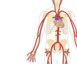 Arterial supply of the heart, anterior view. Major Systemic Arteries