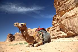 Enter this page to learn more about a another option (if the camel shows up…) is at the sea level sign on the side of the road from jerusalem to the dead sea. Spend The Night In Jordan S Wadi Rum Desert