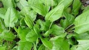 Macrisul este o planta care atinge un metru si are frunzele alungite, asemeni unor sageti. Macrisul Trateaza Afectiunile Hepatice Mobile