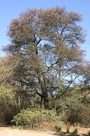 Image result for Acacia karroo