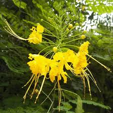 Image result for Laggera elatior