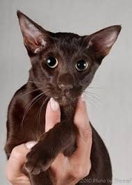 We had a vet there that we admired greatly due to his knowledge and. 70 Oriental Cats Ideas Oriental Cat Cats Oriental Shorthair