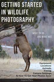 Getting Started In Wildlife Photography Wildlife Photography Wildlife Photography Tips Wildlife