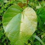 Image result for Manniophyton