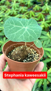 Image result for Stephania abyssinica