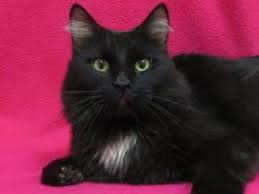 Snowball Really Is A Male Domestic Medium Hair Cat They Estimate To Be 3 1 Years Old Who Weighs 11 Lbs Handsom Purebred Cats Cat Shelter Humane Society
