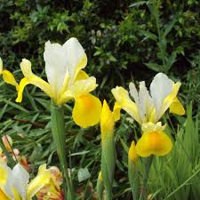 Check spelling or type a new query. Gardening Unknown Yellow And White Irises Grace My Garden Linda Fort Berkshire Live