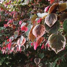 Leaves emerge reddish, turning green as they expand. Carolina Sweetheart Redbud Trees For Sale Fastgrowingtrees Com