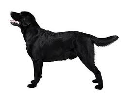Lebenserwartung Fur Einen Deutschen Schaferhund Black Lab Mix 2021