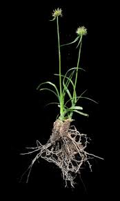 Image result for Kyllinga alba