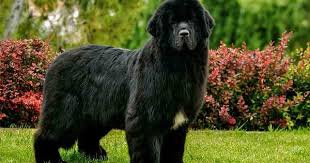 Big Black Brown White Dog Pin On Black Dogs Breeds