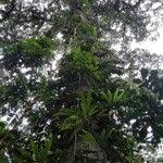 Image result for Parinari excelsa