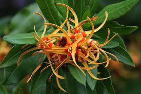Image result for Strophanthus speciosus