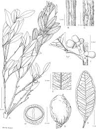 Image result for Pauridiantha paucinervis
