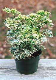 Image result for Polyscias