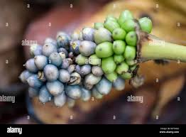 Image result for Memecylon incisilobum