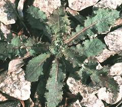 Image result for Sonchus friesii
