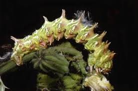 Image result for Flabellaria